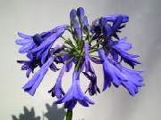 Agapanthus Bressingham Blue